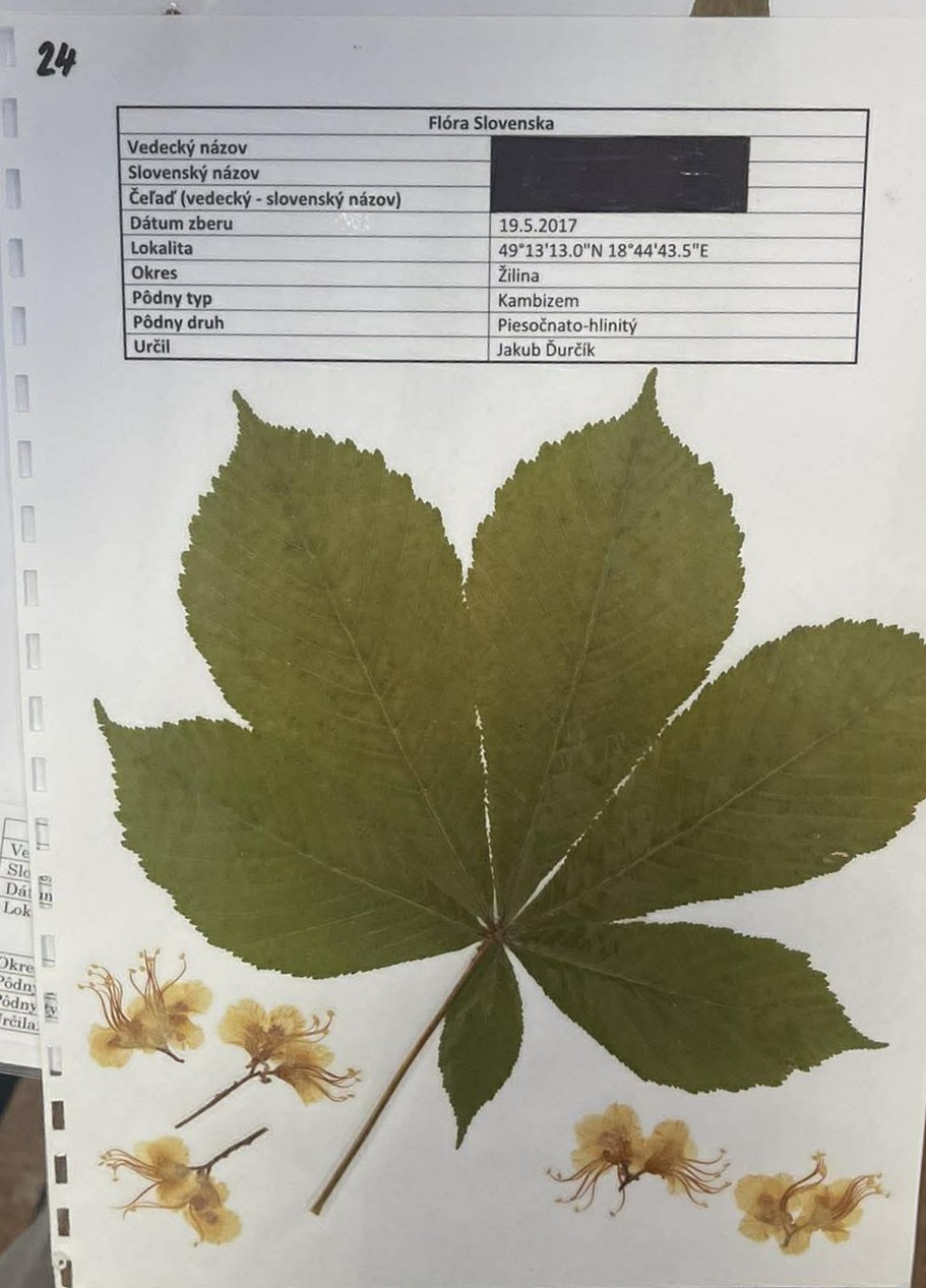 Rastlina Aesculus hippocastanum